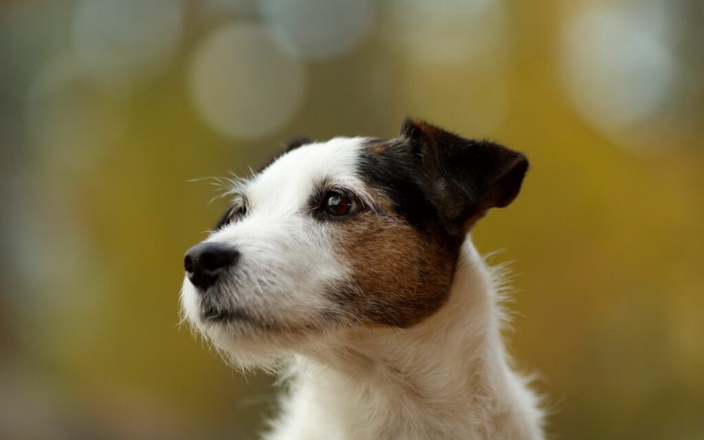 Charming Spotted Dog: Inviting Nature Wallpaper for Your Screen
