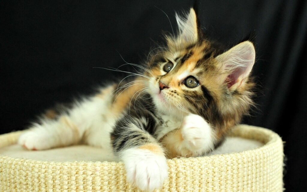 “Curious Spotted Kitten Relaxing in Gentle Light on Soft Surface” Wallpaper