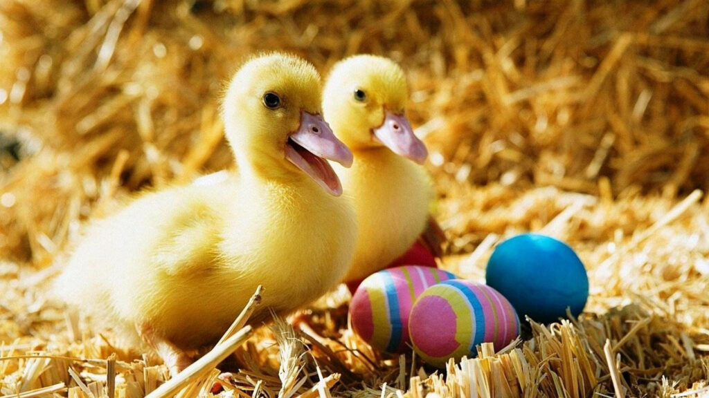 Charming Wallpaper: Baby Ducks Nestled in Straw with Easter Eggs