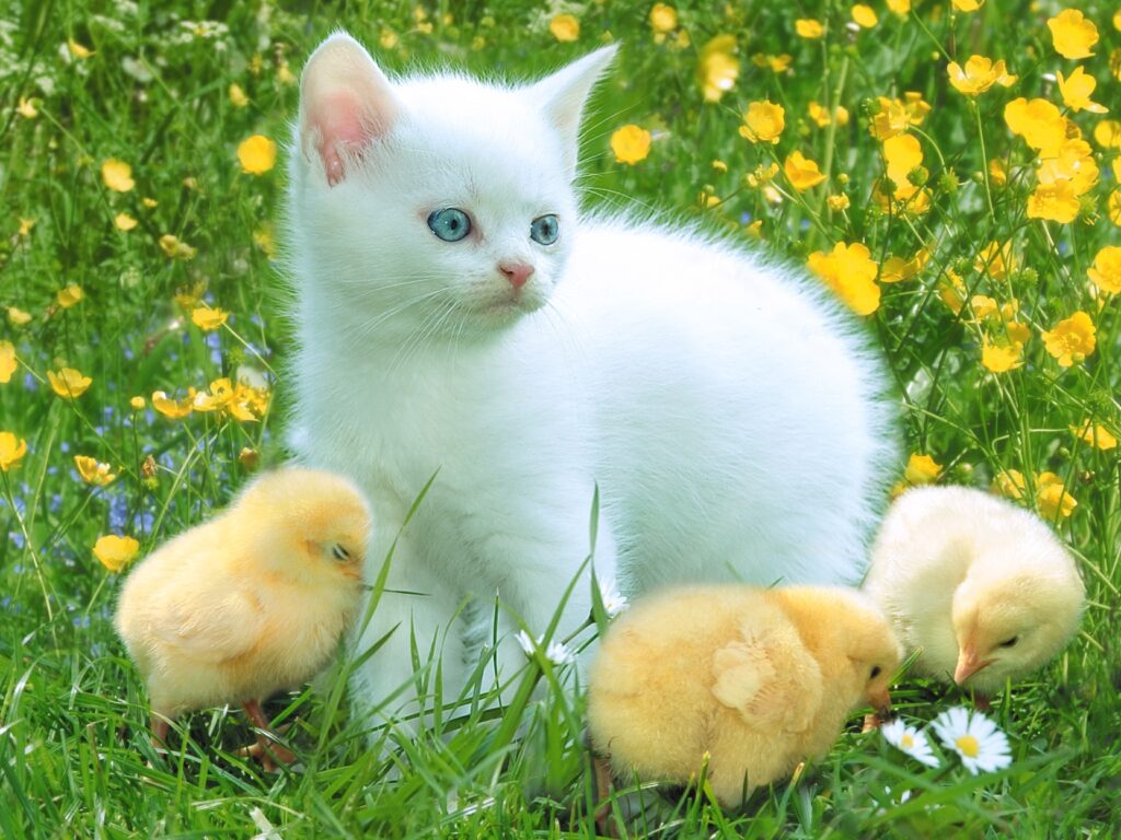 Playful Kitten & Yellow Chicks: Springtime Wallpaper Background