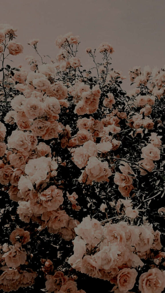 Charming Spring Wallpaper: Vibrant Flowers in Full Bloom Background