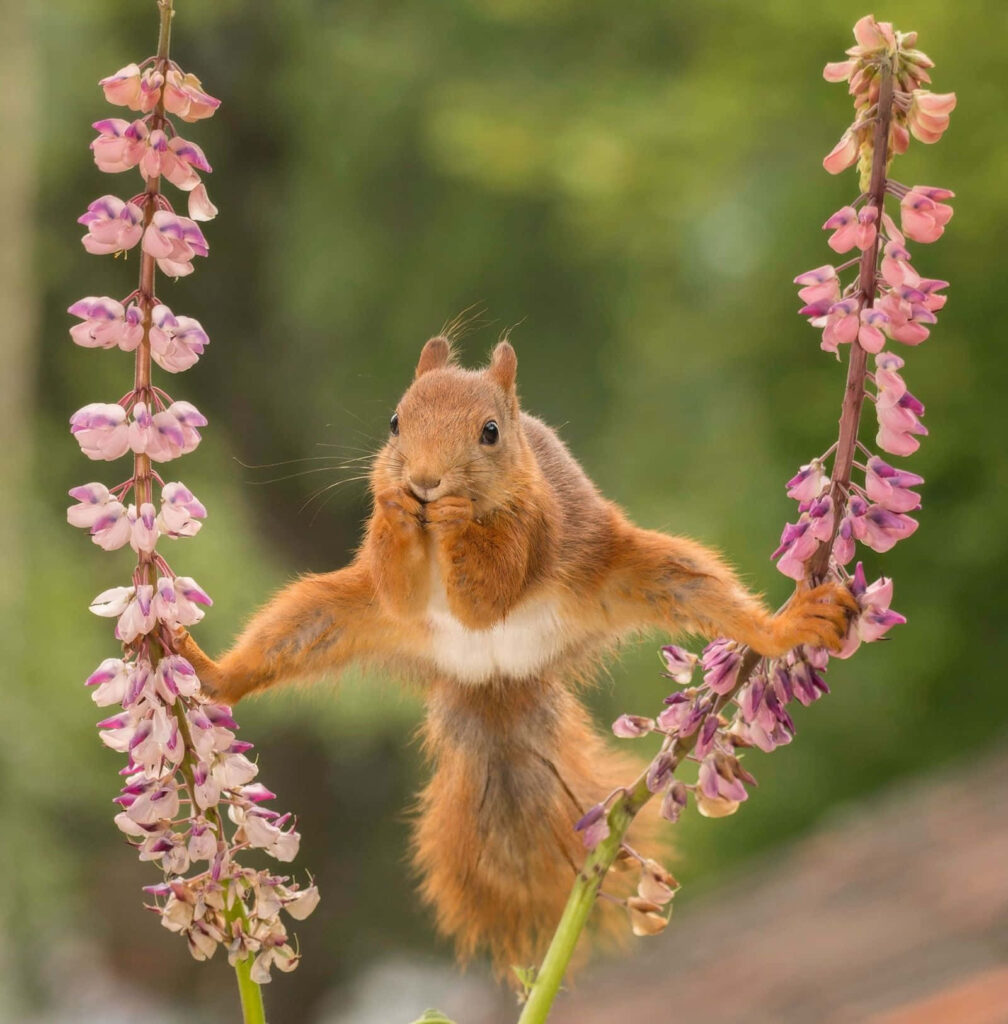 Playful Squirrel Balancing Between Vibrant Pink & Purple Flowers Wallpaper