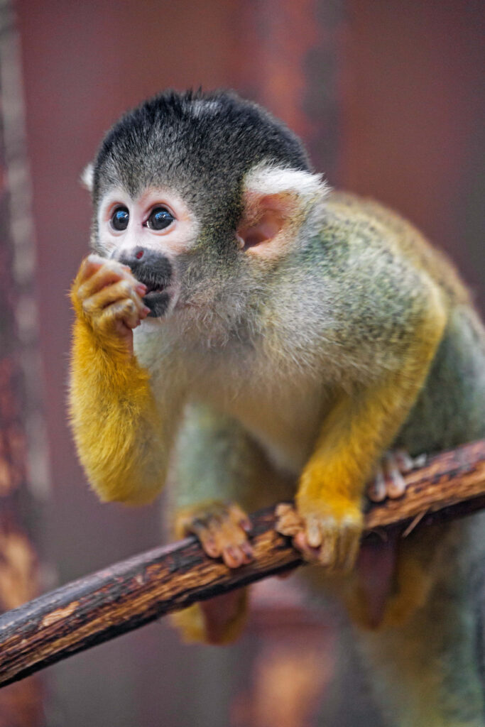 Cute Squirrel Monkey Enjoys Nature from a Branch Wallpaper
