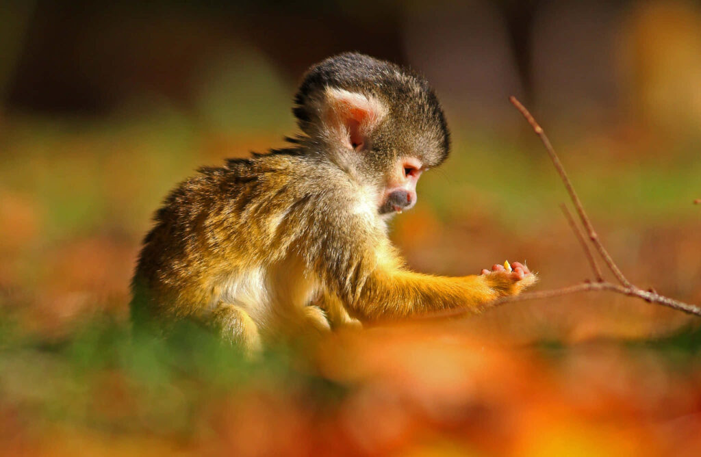 Charming Squirrel Monkey Amidst Vibrant Autumn Leaves Wallpaper