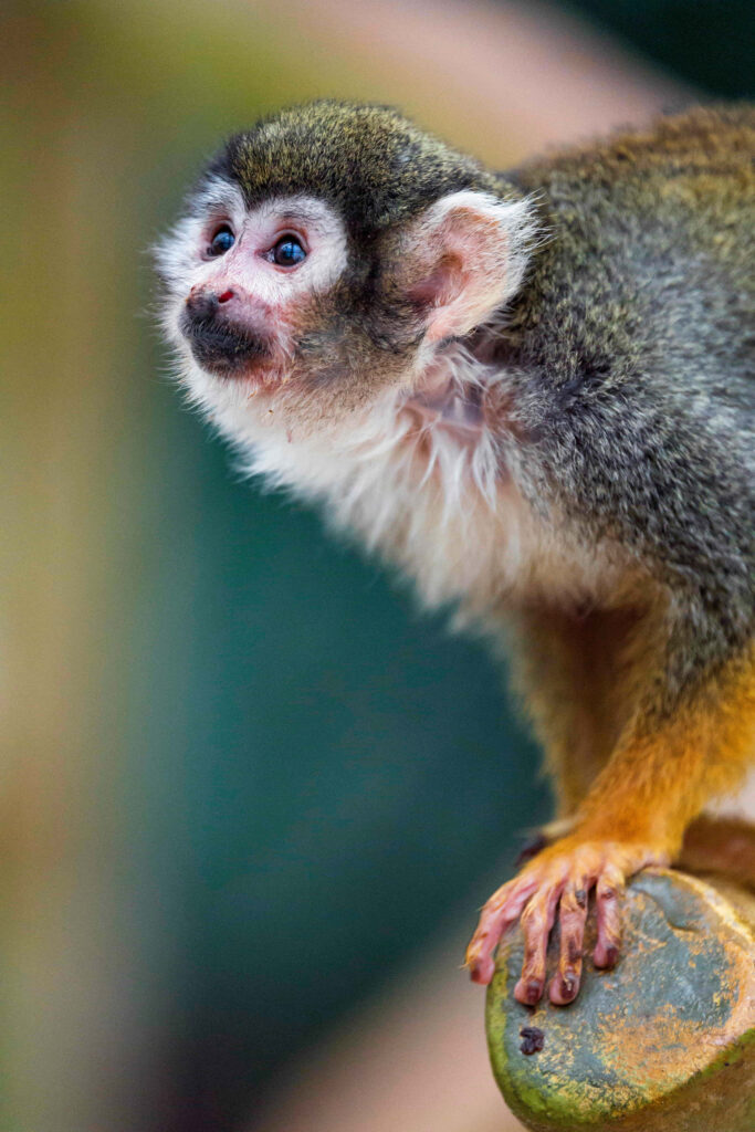 Charming Squirrel Monkey on Branch: Golden Fur & Inquisitive Gaze Wallpaper