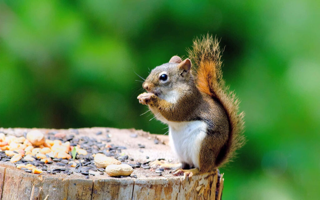 Charming Squirrel on Tree Trunk Amid Seeds in Lush Green Background Wallpaper