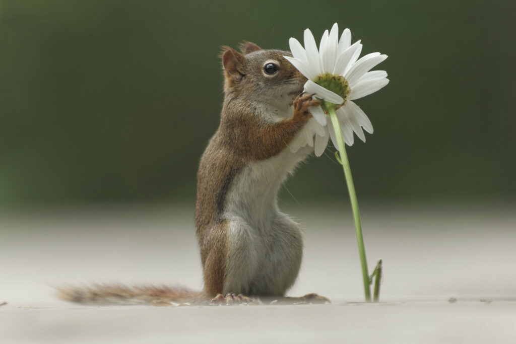 Charming Squirrel Sniffing Flower - Cute Nature Wallpaper