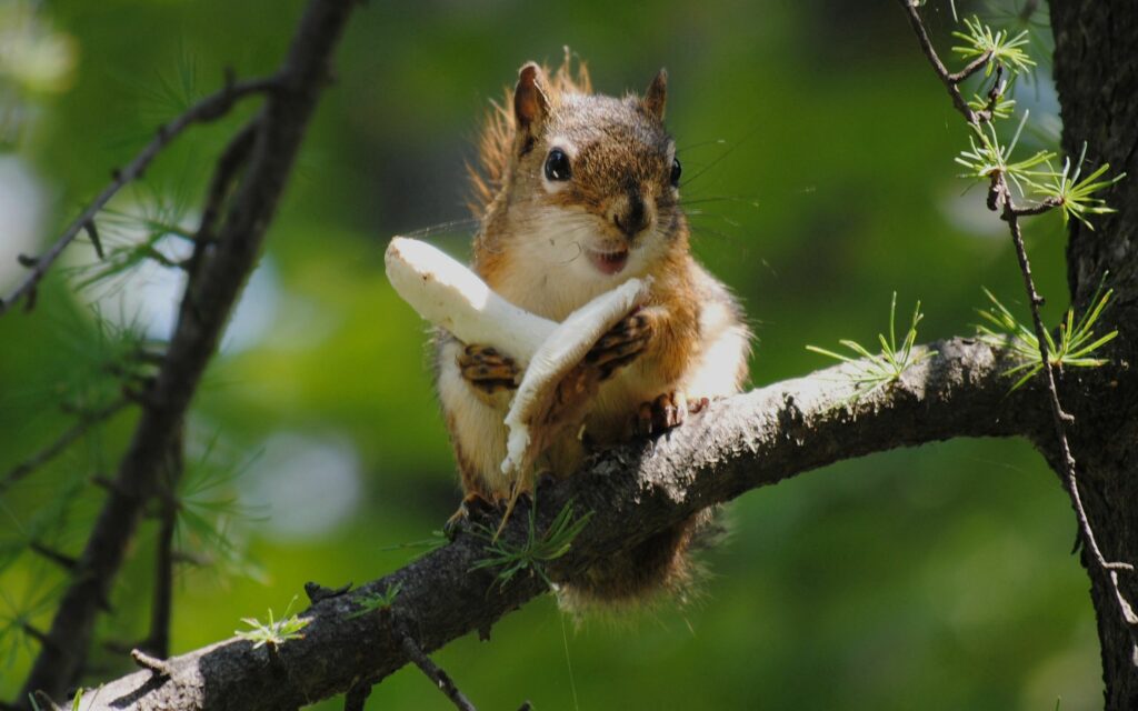 Charming Squirrel on Tree Branch: Adorable Nature Wallpaper
