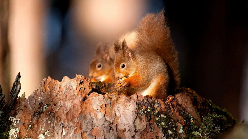 Charming Squirrel Wallpaper: Nature's Delight on Mossy Tree Bark