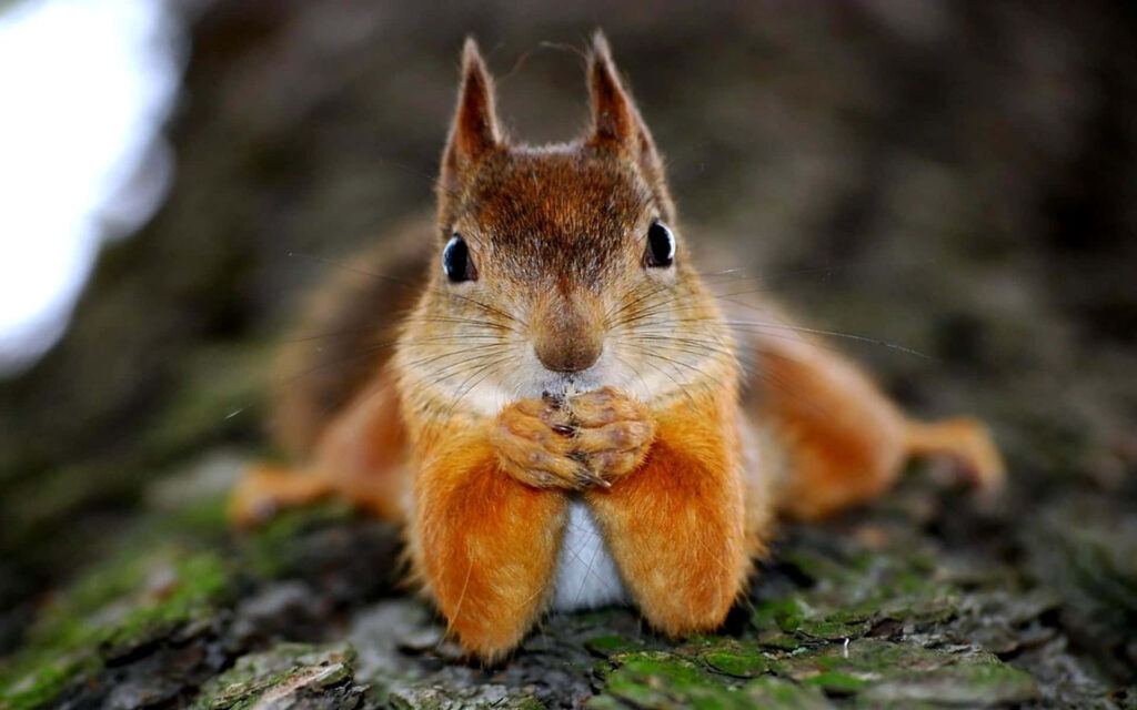 Charming Squirrel Wallpaper: Playful Pose & Heartwarming Nature