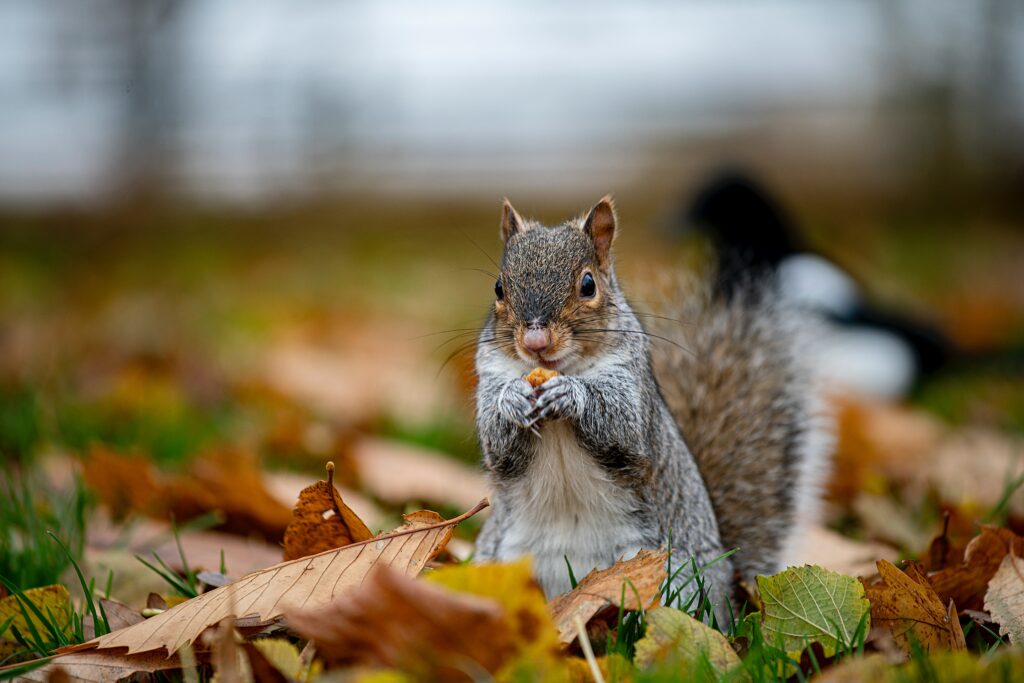 Charming Squirrel Amidst Colorful Autumn Leaves - High-Res Wallpaper