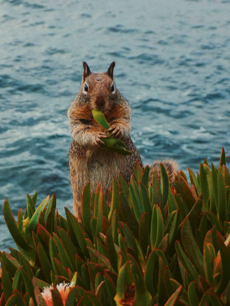 Charming Squirrel in Lush Greenery by Water - Serene Wildlife Wallpaper