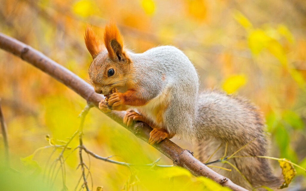 Charming Squirrel Wallpaper: Autumn Vibes on Tree Branch