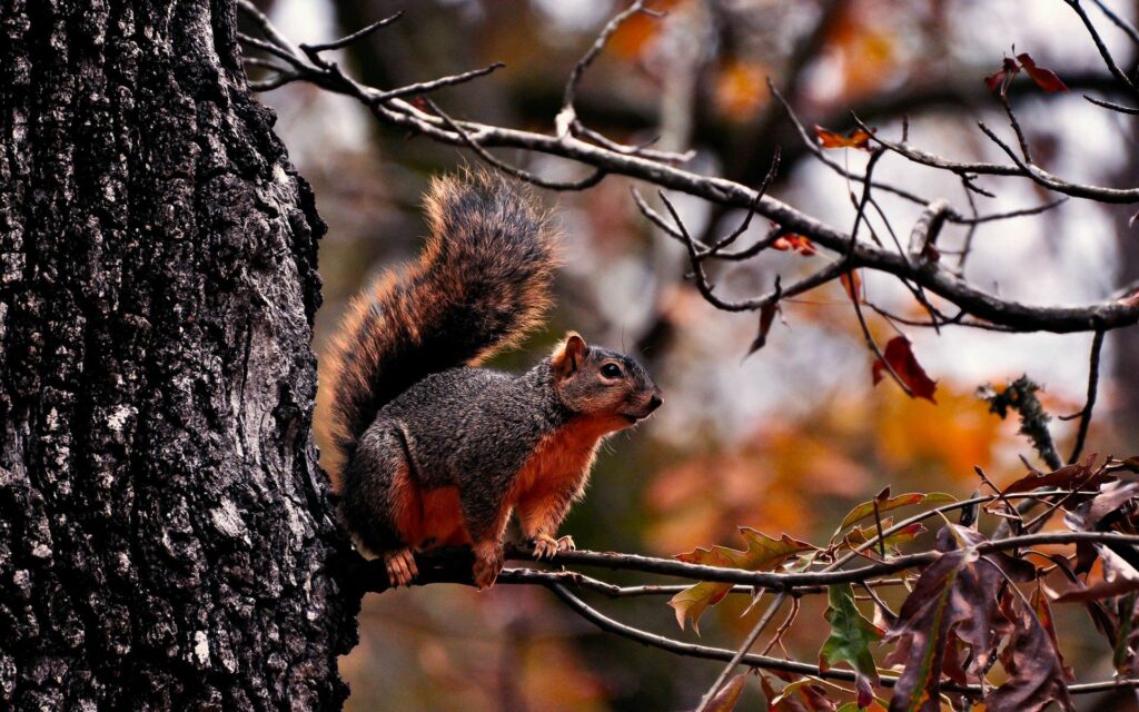Autumn Squirrel Wallpaper: Fall Foliage at 1920x1200 Resolution