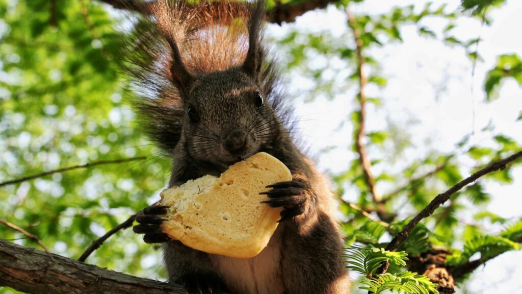 Charming Squirrel on Tree Branch with Cookie - 2560x1440 Wallpaper