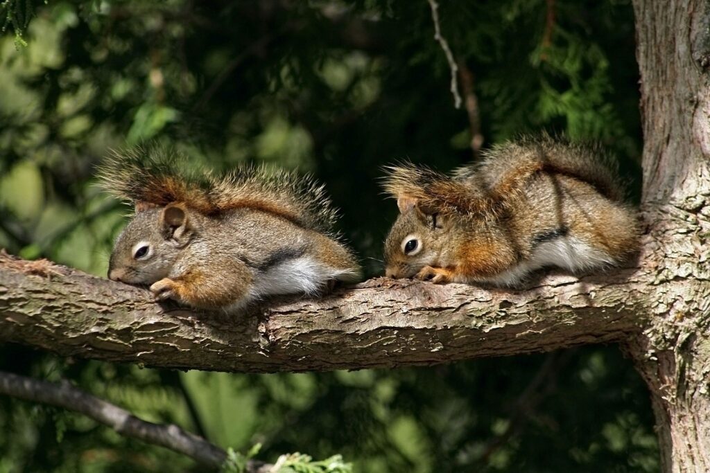 Cozy Squirrels on Tree Branch: Serene Nature Wallpaper 1920x1280