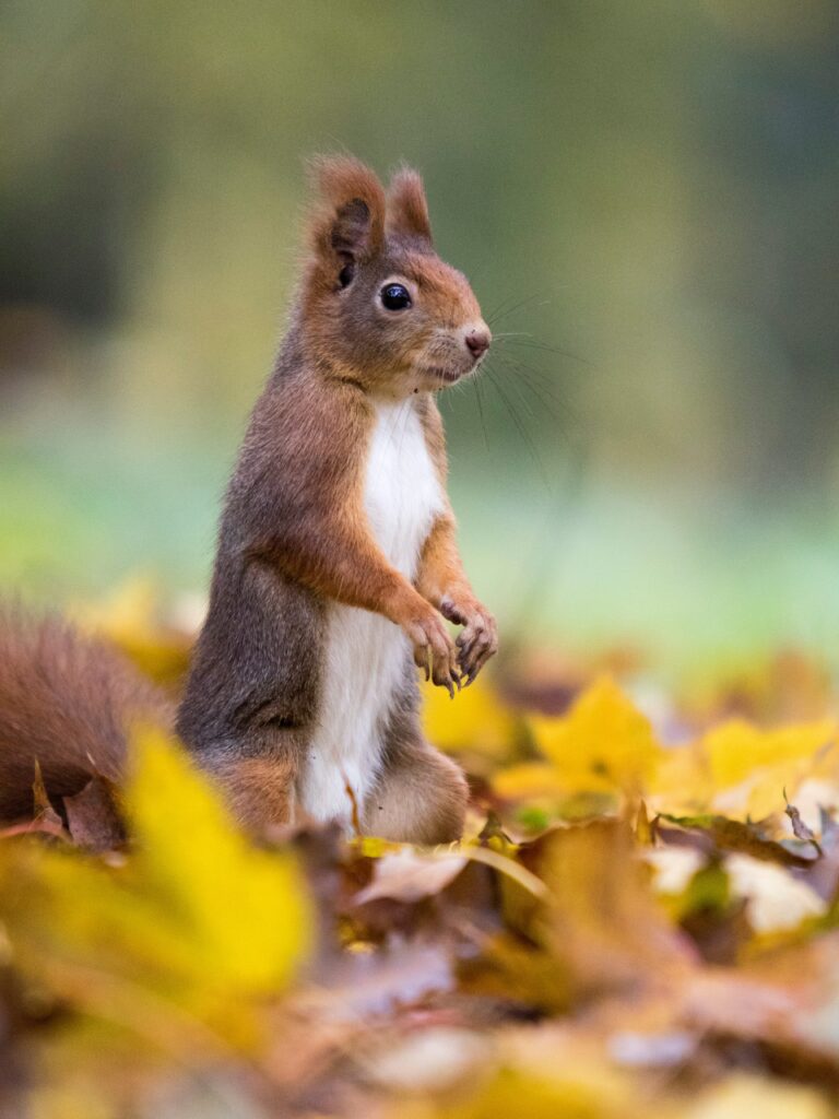 Charming Squirrel Among Colorful Autumn Leaves – Cute Wallpaper