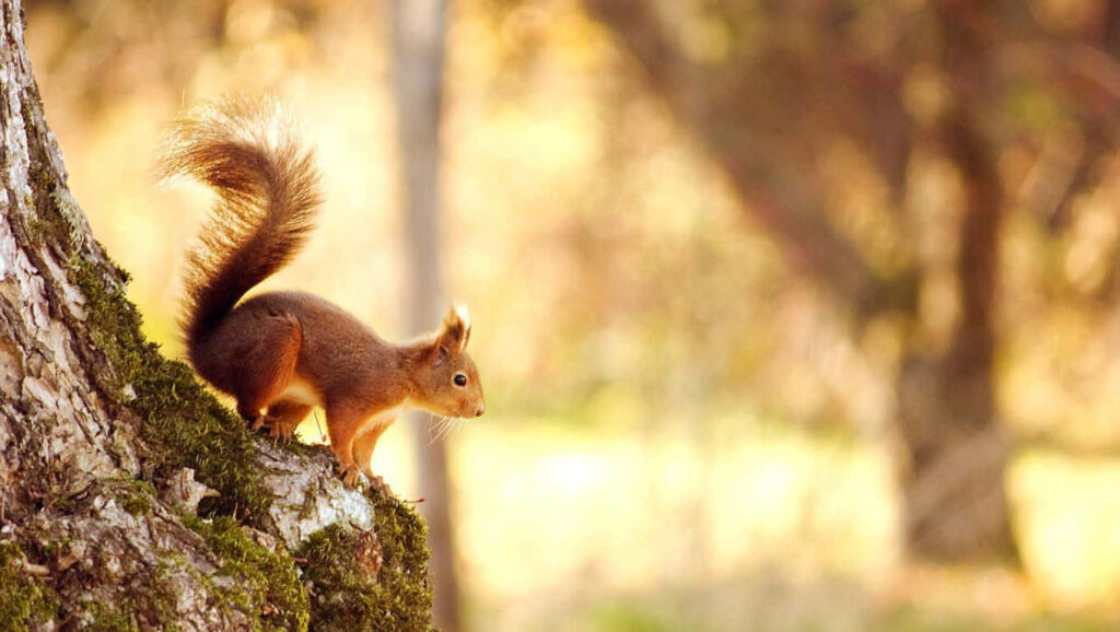 Charming Squirrel Wallpaper with Bushy Tail & Sunlit Background