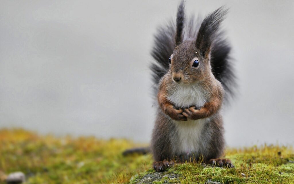 Cute Squirrel on Mossy Grass: Serene Nature Wallpaper