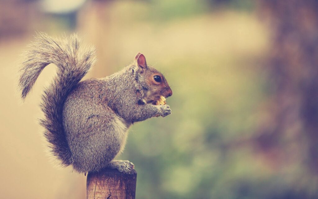 Charming Squirrel Wallpaper: Cute Forest Scene with Bushy Tail