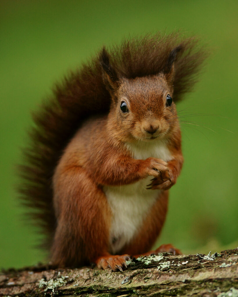 Charming Squirrel on Tree Branch: Fun Nature Wallpaper