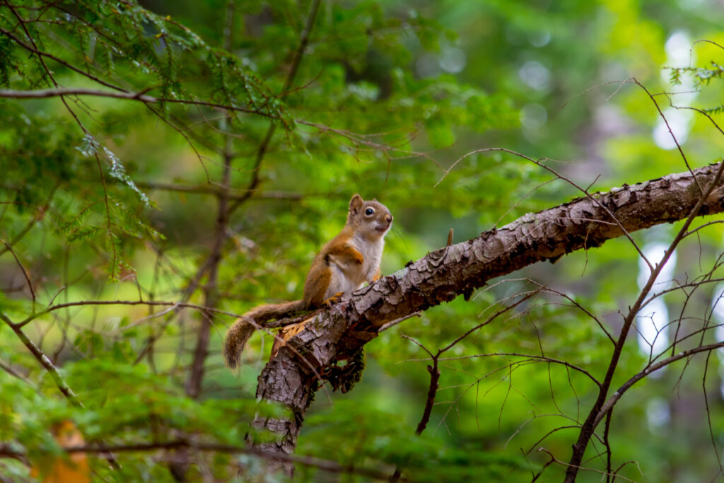 Charming Squirrel Wallpaper: Lively Nature Background in Green