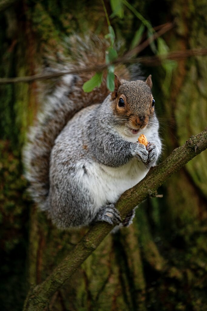 Charming Squirrel Wallpaper: Cute Nut-Bearing Nature Background