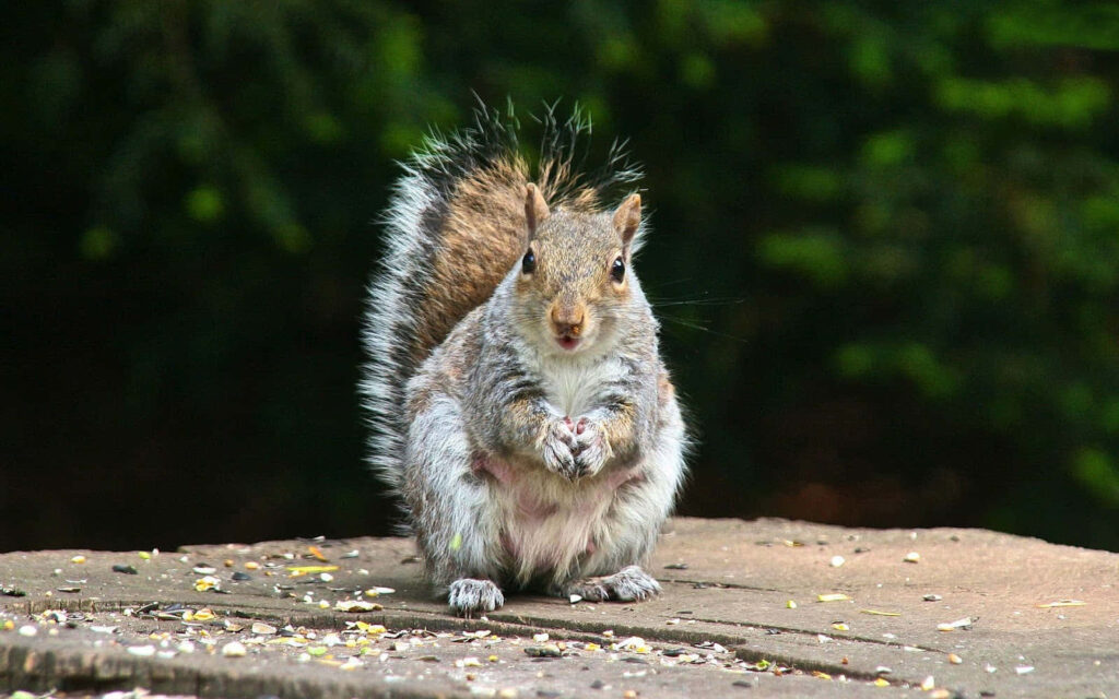 Cute Squirrel Wallpaper: Charming Forest Scene with Seeds