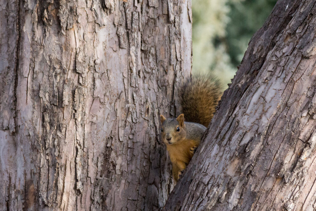 Charming Squirrel Peeking from Tree: Nature Wallpaper Background