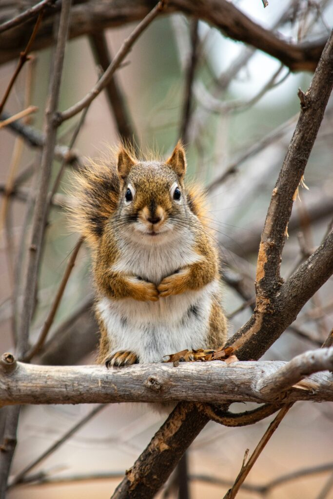 Cute Squirrel on Tree Branches - Charming Nature Wallpaper