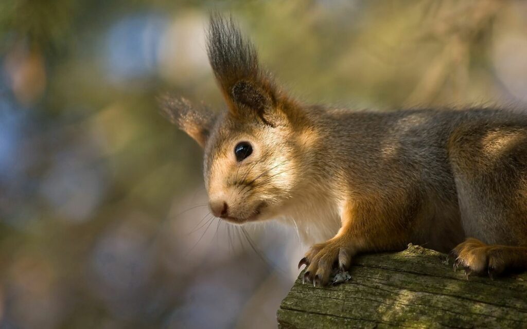 Charming Squirrel Wallpaper: Fluffy Ears & Humorous Expression