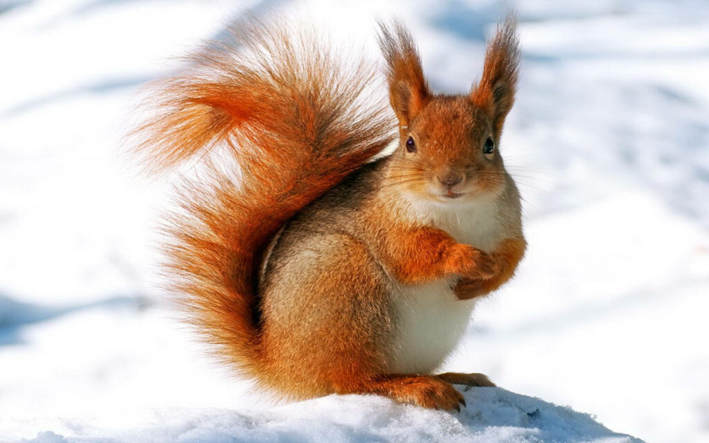 Charming Squirrel Wallpaper: Fluffy Fur on Snowy Background