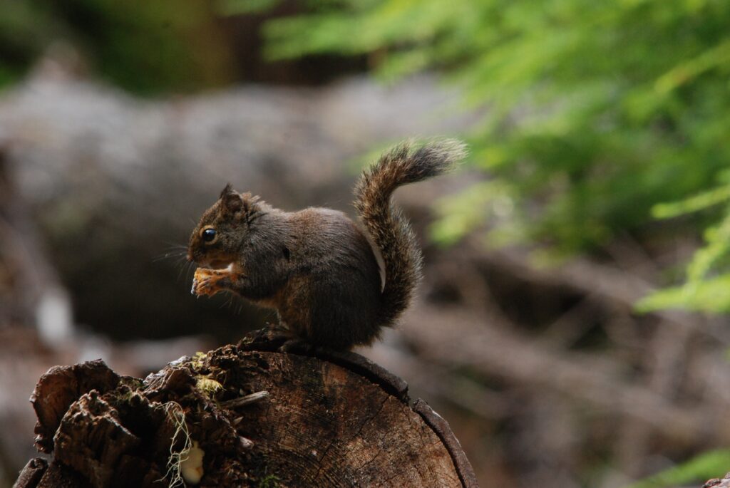 Fluffy Squirrel on Tree Stump | Woodland Background Wallpaper