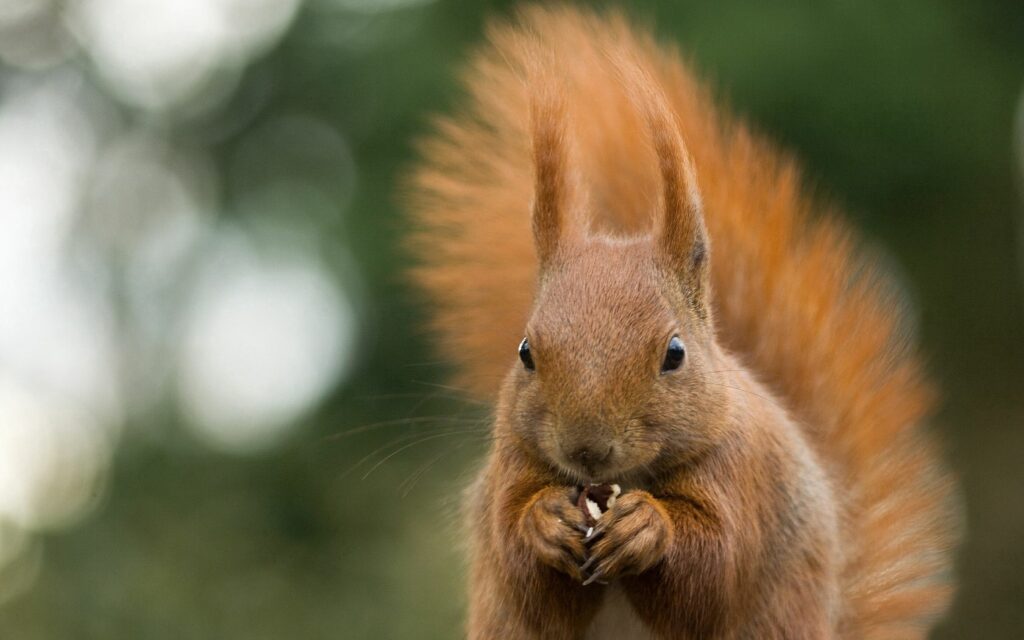 Charming Squirrel Wallpaper - Fluffy Tail & Nutty Delight