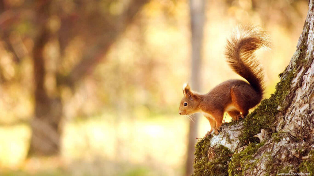 Squirrel on Tree: Golden Hour Nature Wallpaper Background