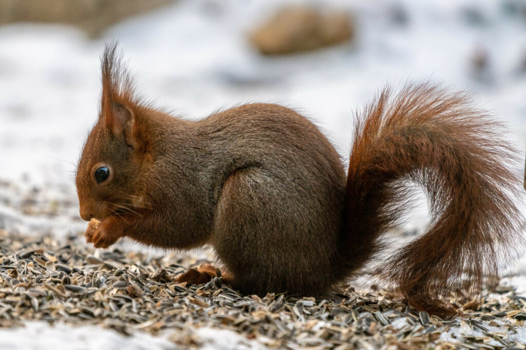 Charming Squirrel Wallpaper: Lively, Focused on Meal with Seeds