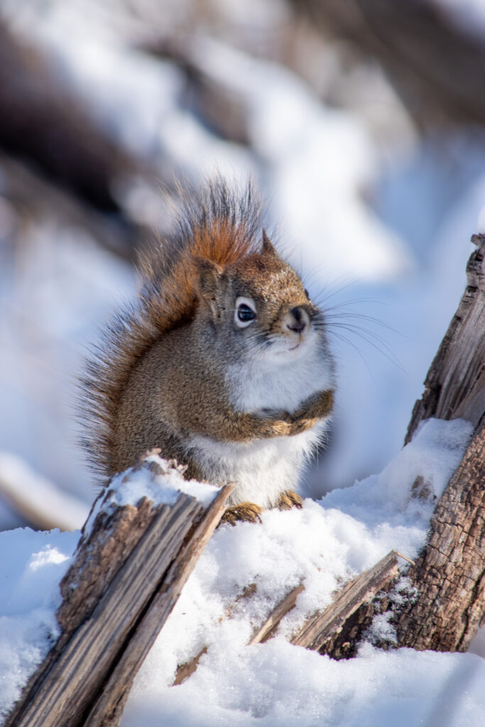 Charming Squirrel on Snowy Log - High-Resolution Winter Wallpaper