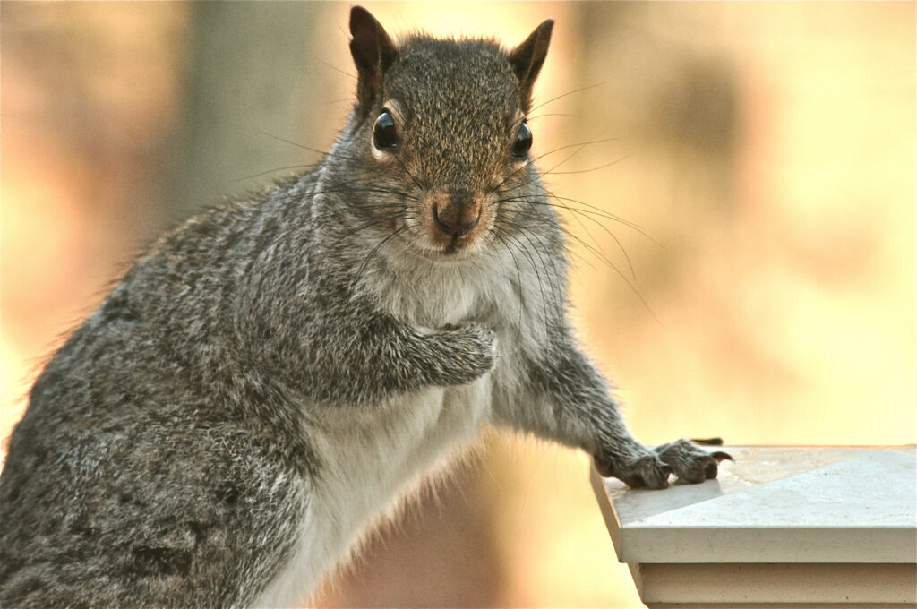 Charming Squirrel Wallpaper: Inquisitive Gaze & Textured Fur