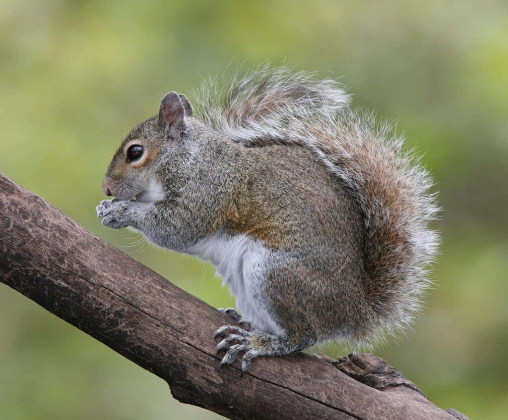 Charming Squirrel Wallpaper: Lively Scene on Tree Branch