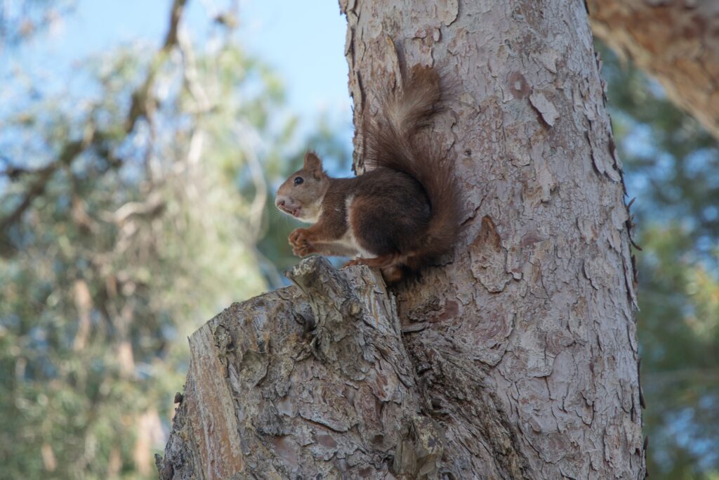 Lively Squirrel Wallpaper on Rough Tree Bark - Nature's Charm