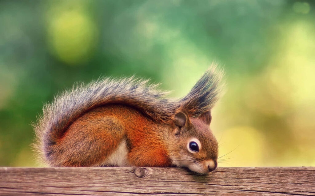 Charming Squirrel Wallpaper: Lush Green Background & Detail