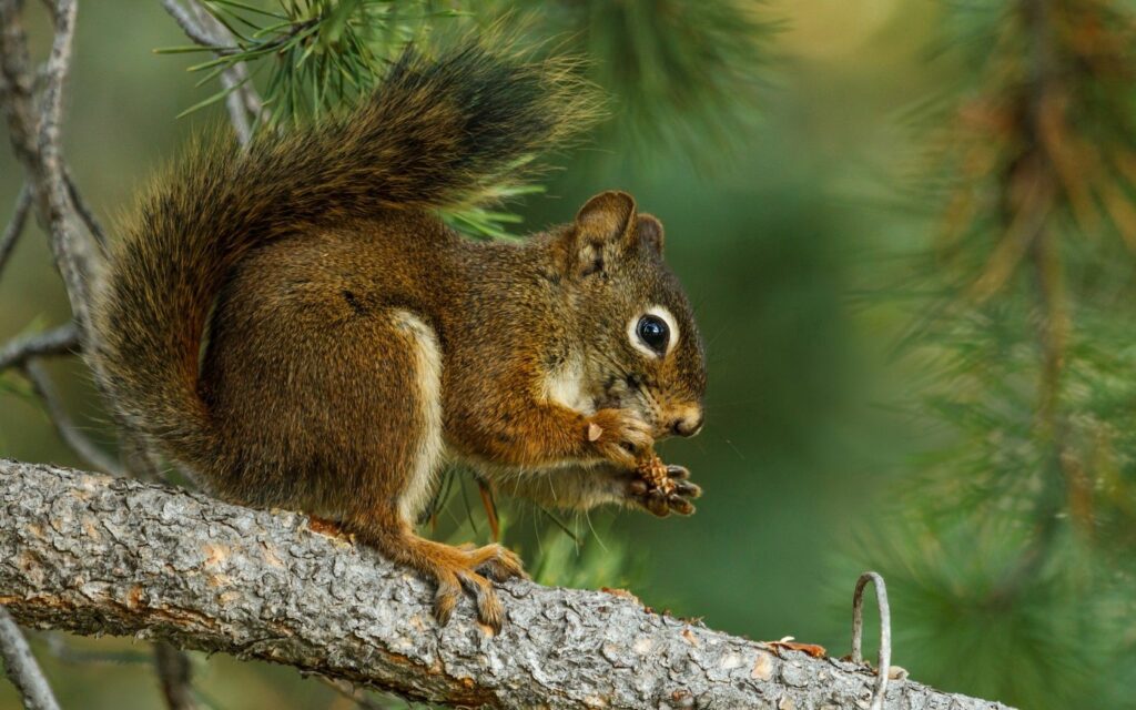 Charming Squirrel Lunching in Lush Green Background | 1680x1050 Wallpaper