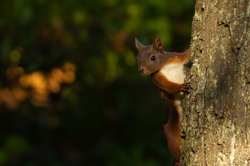 Charming Squirrel Peeking from Tree Bark in Serene Nature Background Wallpaper