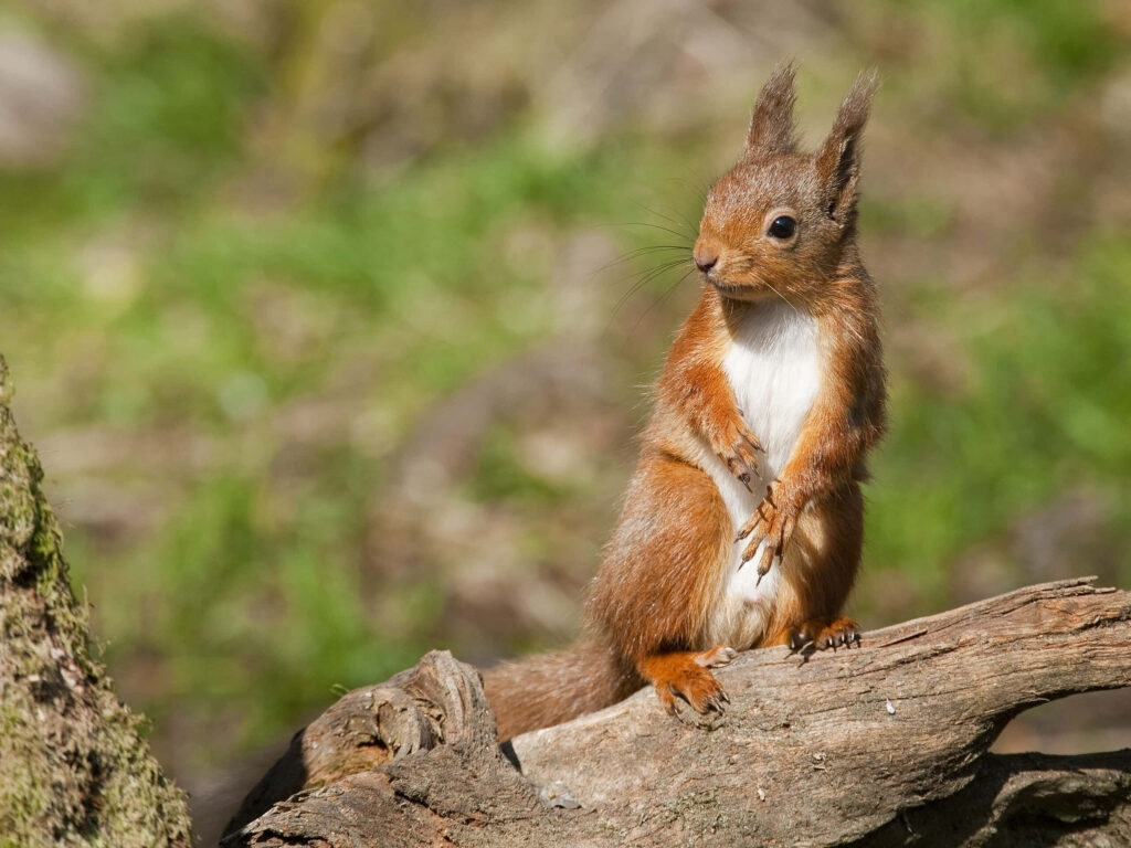 Charming Squirrel Wallpaper: Nature's Beauty in a Forest Setting