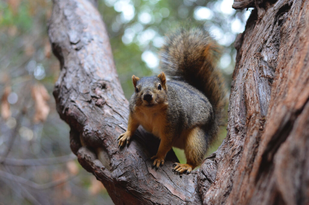 Charming Squirrel Wallpaper: Nature's Delight on a Tree Branch