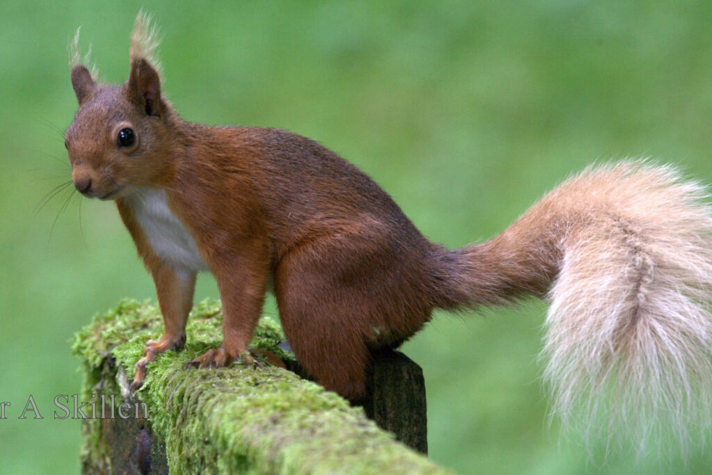 Charming Squirrel Wallpaper: Reddish-Brown Fur on Mossy Background