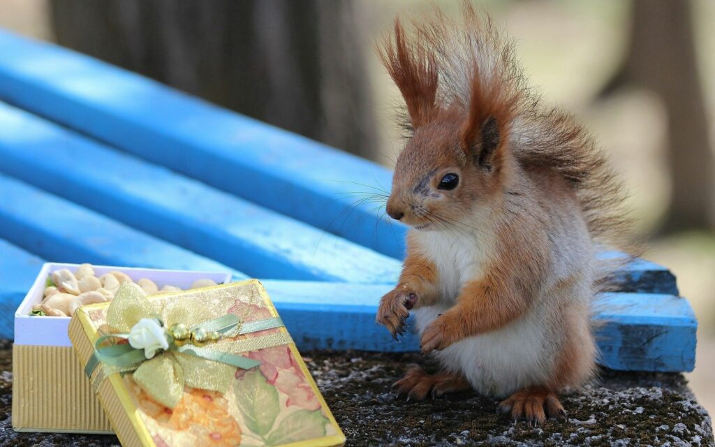 Charming Squirrel Wallpaper: Rustic Blue Background with Treats