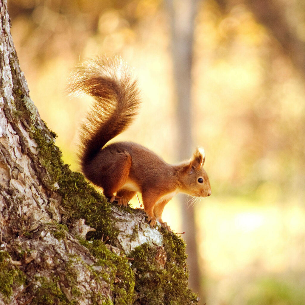Playful Squirrel Wallpaper: Serene Nature Scene for Your Phone