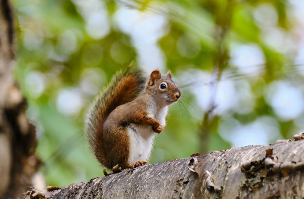 Charming Squirrel on Tree Branch - Serene Wildlife Wallpaper