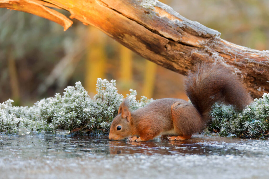 Serene Squirrel Wallpaper: Curious Squirrel by Frosty Greenery